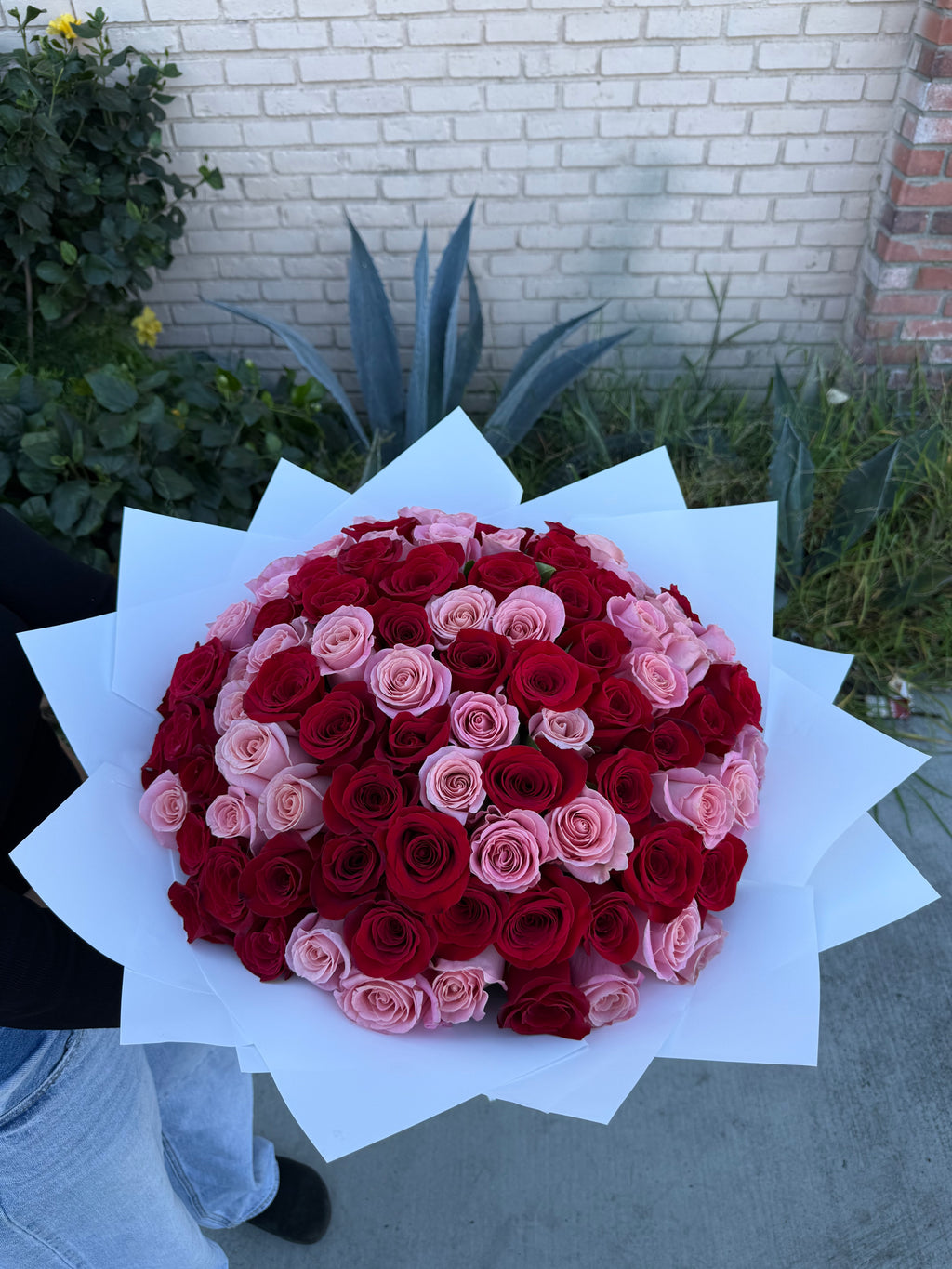 Pink and Red Rose Buchon